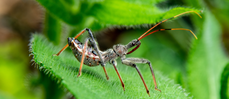 Assassin bug